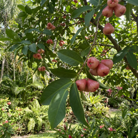 Rosenapfel Samen – Tropische Fruchtpflanze für den Anbau im Garten