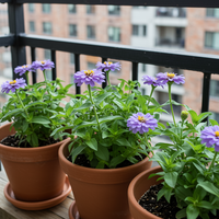 Himmelblaue Zinnien Samen – Zierblumen für den Garten