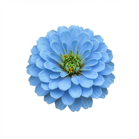 Himmelblaue Zinnien Blumensamen – Zierpflanze für den Garten