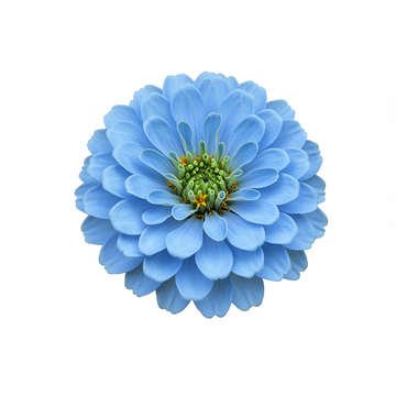 Himmelblaue Zinnien Blumensamen – Zierpflanze für den Garten