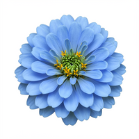 Himmelblaue Zinnien Blumensamen – Zierpflanze für den Garten