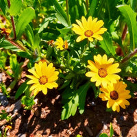 Gelb Dimorphotheca Blumensamen zur Aussaat – Schnitt Blume beliebt – Traditionssorte & ohne Gentechnik Samen Hausgarten