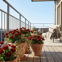 Dunkelrote Studentenblumen Samen – Zierpflanze für den Garten