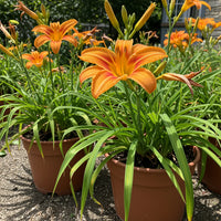 Orange Hemerocallis Blumensamen zur Aussaat – duftend Blüten – Traditionssorte & ohne Gentechnik Samen Hausgarten