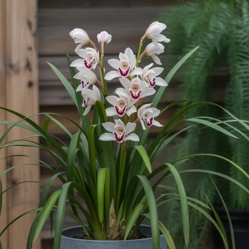 Weiß Mischung Cymbidium Maxillaria Blumensamen zur Aussaat sonnenliebend Traditionssorte & ohne Gentechnik Samen Hausgarten