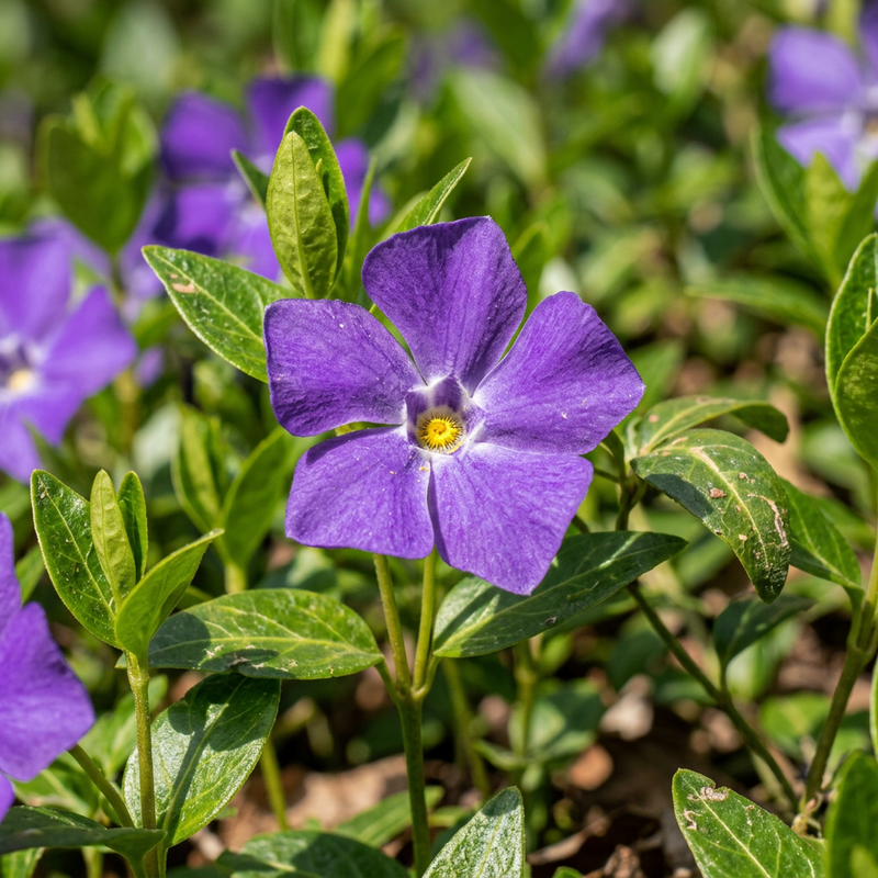 Semi di Vinca minor – Pianta ornamentale sempreverde per il giardino