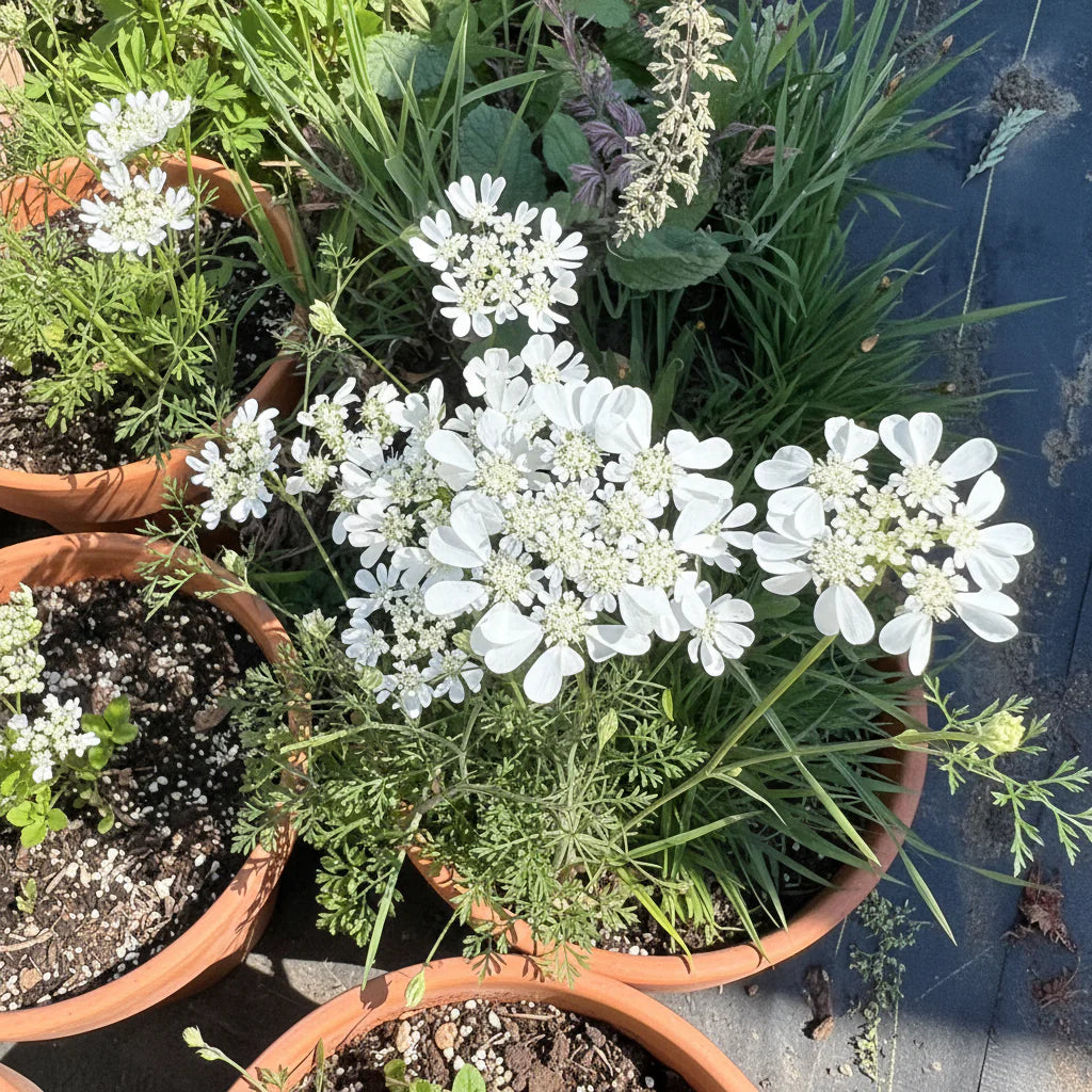 Weiß Orlaya Blumensamen zur Aussaat – Garten beliebt – Traditionssorte & ohne Gentechnik Samen Hausgarten