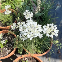 Weiß Orlaya Blumensamen zur Aussaat – Garten beliebt – Traditionssorte & ohne Gentechnik Samen Hausgarten