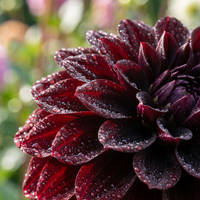 Schwarze Pompon-Dahlien Samen – Zierblumen für den Gartenanbau