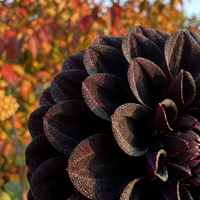 Schwarze Pompon-Dahlien Samen – Zierblumen für den Hausgarten