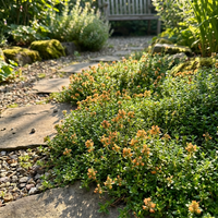 Orange Creeping Thyme Herb Seeds – Heirloom Garden Variety for Low-Growing Ground Cover