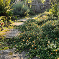 Orangenfarbener Kriechthymian Samen – Bodendecker Kräuterpflanze für Garten & Steingarten