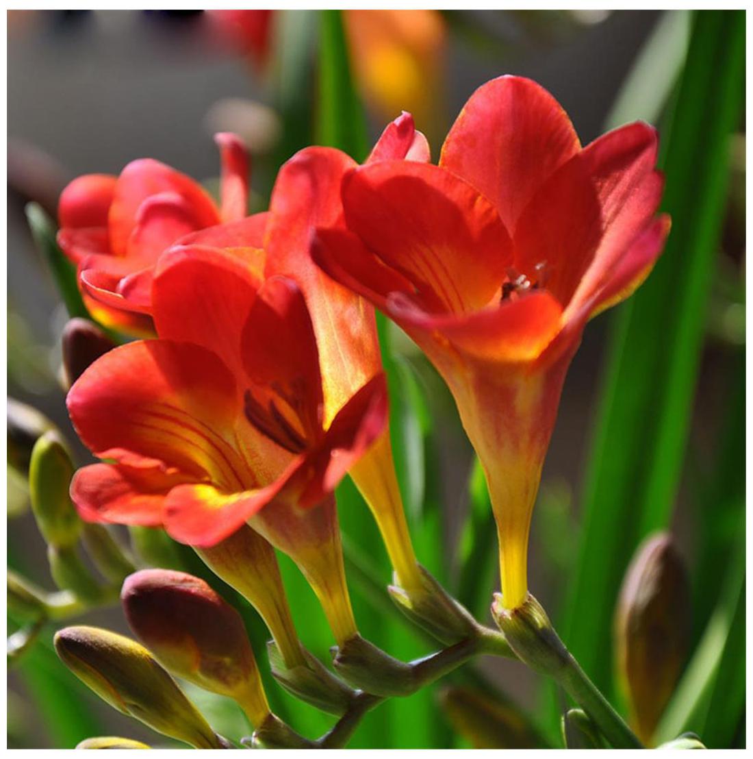 Rot freesia blumen wachsend in decorative containers