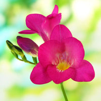 Freesia blumen blooming in a colorful garten bed