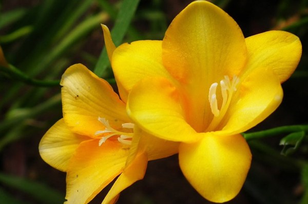 Gelb Freesias Blumensamen zur Aussaat Schnitt Blume beliebt Traditionssorte & ohne Gentechnik Samen Hausgarten