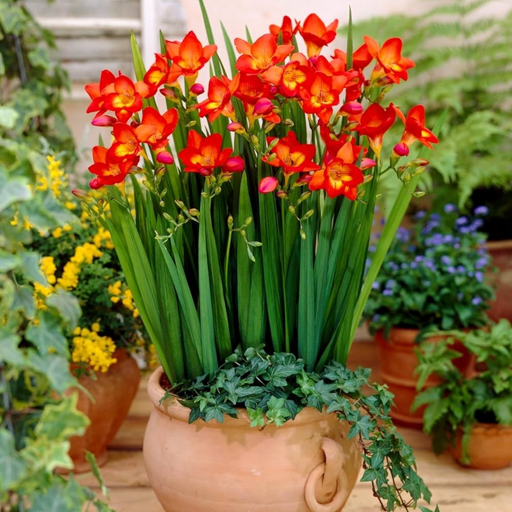 Rot freesia blumen planted in garten borders