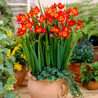 Rot freesia blumen planted in garten borders