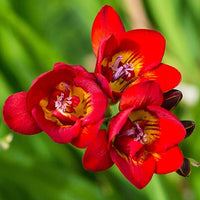 Freesia Blumensamen zur Aussaat – duftend Blüten – Traditionssorte & ohne Gentechnik Samen Hausgarten