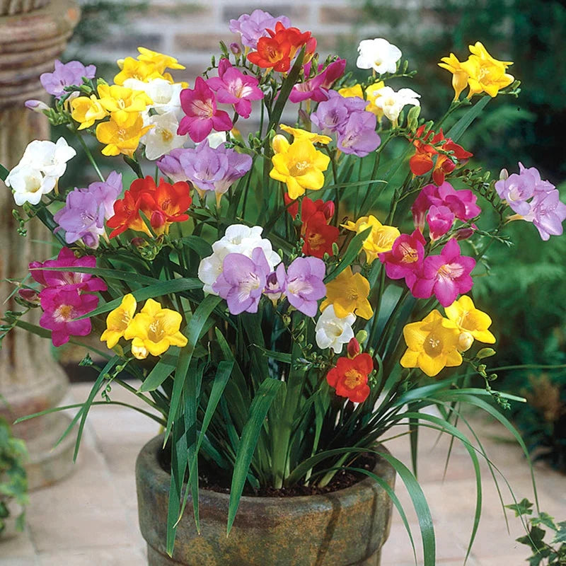 Gemischt Freesias Blumensamen zur Aussaat – Garten beliebt – Traditionssorte & ohne Gentechnik Samen Hausgarten