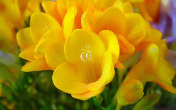 Gelb Freesias Blumensamen zur Aussaat Schnitt Blume beliebt Traditionssorte & ohne Gentechnik Samen Hausgarten