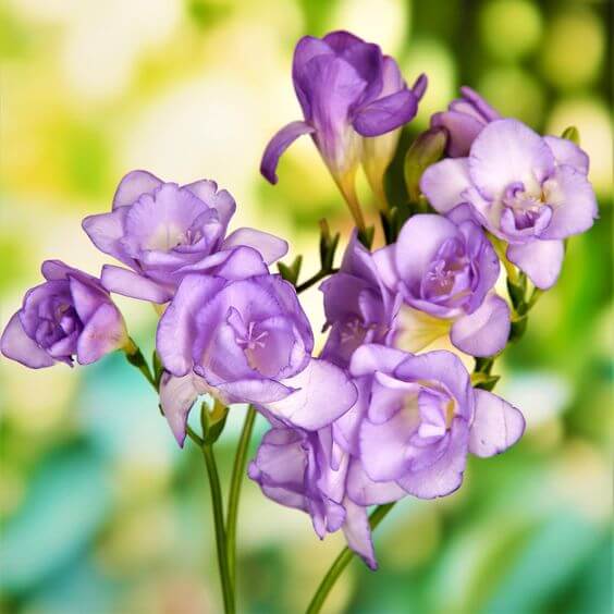Freesia Blumensamen zur Aussaat – Anzucht – Traditionssorte & ohne Gentechnik Samen Hausgarten