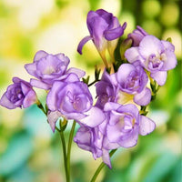 Freesia Blumensamen zur Aussaat – Anzucht – Traditionssorte & ohne Gentechnik Samen Hausgarten