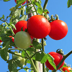 Rot Gemüse Tomate Samen zum Pflanzen