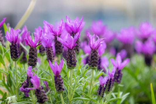 French Lavender Lavandula Stoechas gentechnikfrei Samen for Aussaat