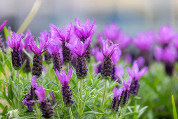 French Lavender Lavandula Stoechas gentechnikfrei Samen for Aussaat