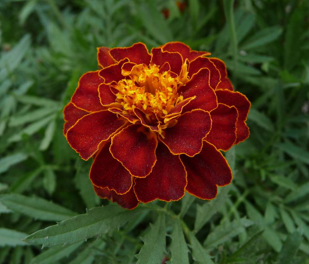 Gemischt Sinensis Patula Blumensamen zur Aussaat – Garten beliebt – Traditionssorte & ohne Gentechnik Samen Hausgarten