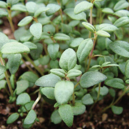French Thyme grown from Samen as rock Garten groundcover