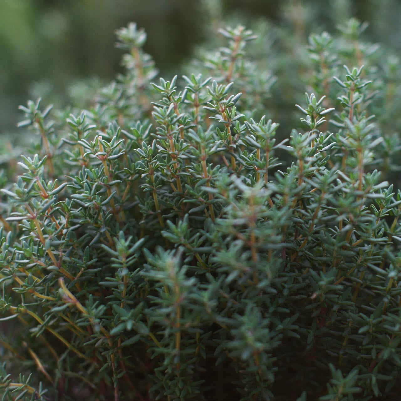 French Thyme Samen Thymus vulgaris hardy pollinator groundcover