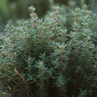 French Thyme Samen Thymus vulgaris hardy pollinator groundcover
