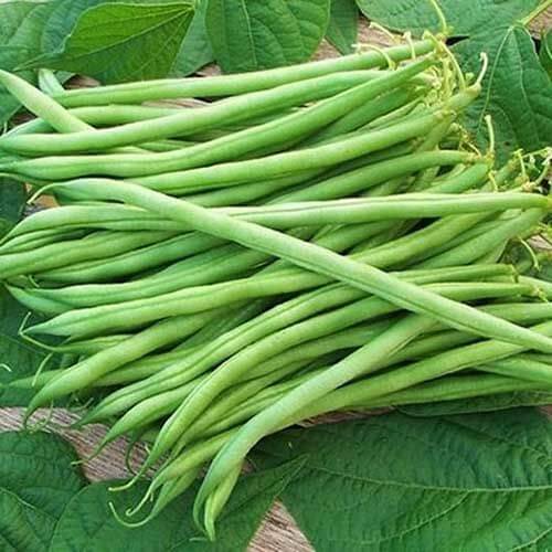 Green Sieve Bean Samen für einfache Aussaat
