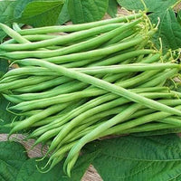 Green Sieve Bean Samen für einfache Aussaat