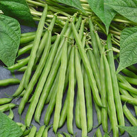 Green Snap Bean Samen zum Pflanzen