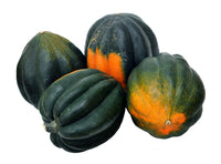 Fresh high-yield acorn squash harvested aus garten