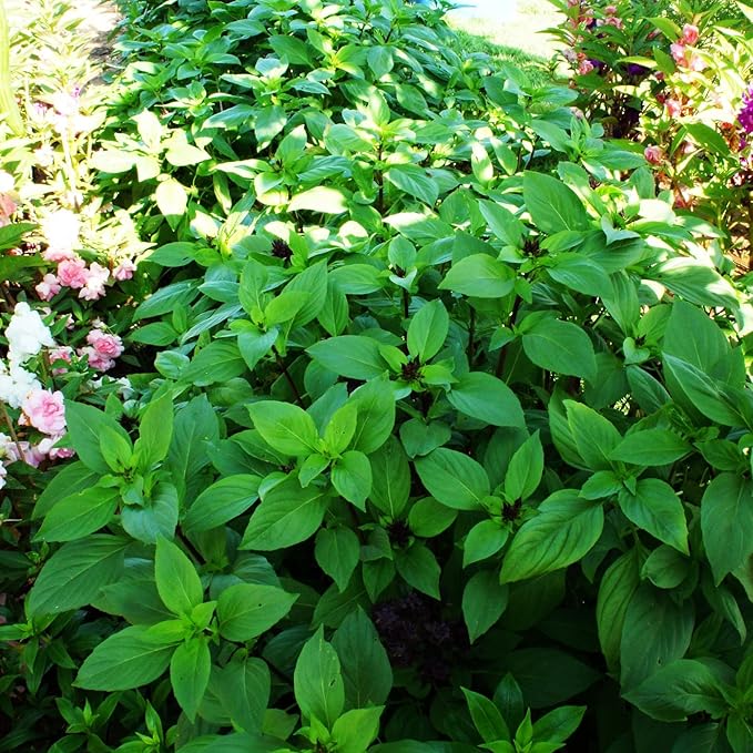 Close-up of frisch aromatic basil leaves