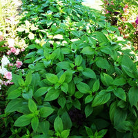 Close-up of frisch aromatic basil leaves