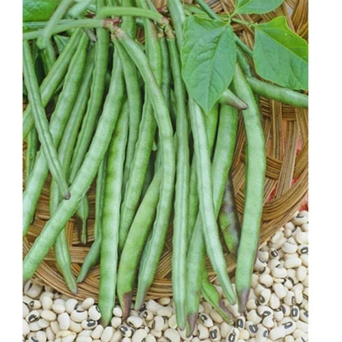 Planting Cowpea Gemüsesamen for Your Garden