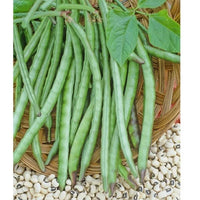 Planting Cowpea Gemüsesamen for Your Garden