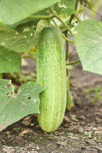 Fresh, crisp cucumbers ready für harvest