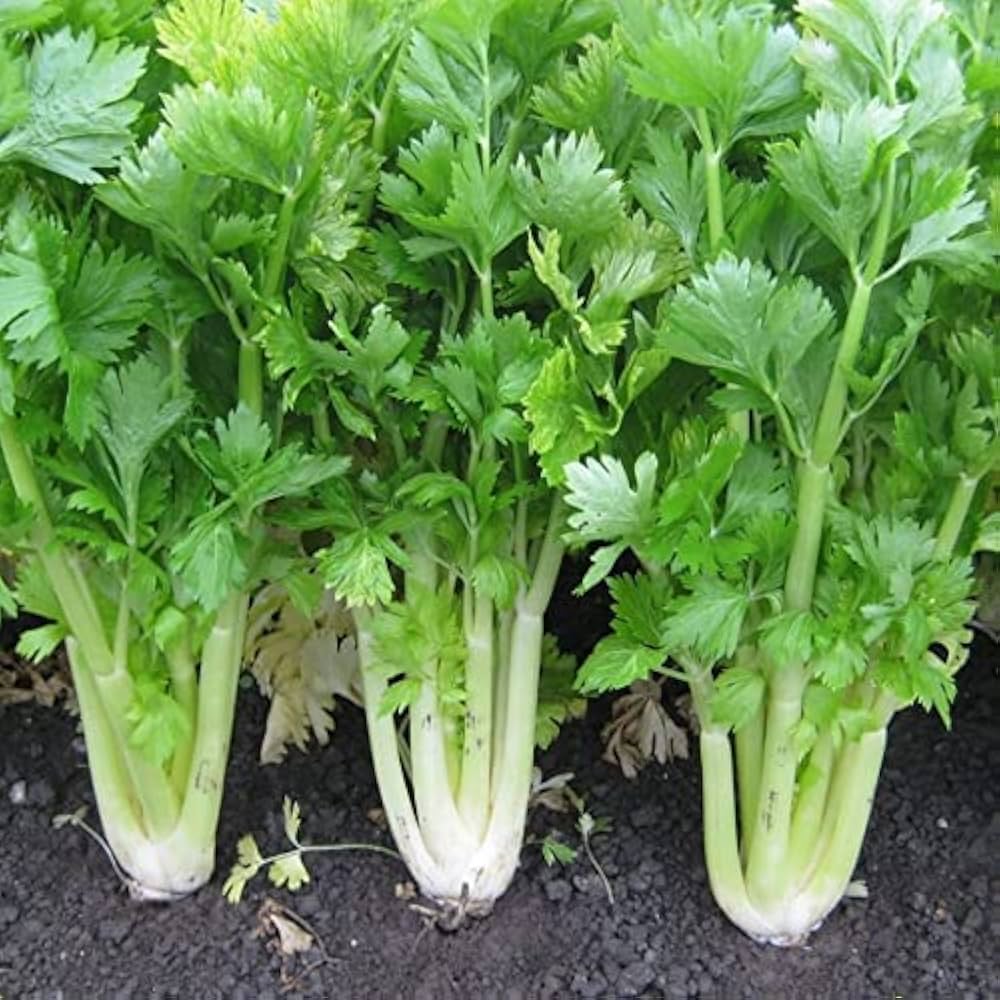 Celery samen für fresh gemüse gardening