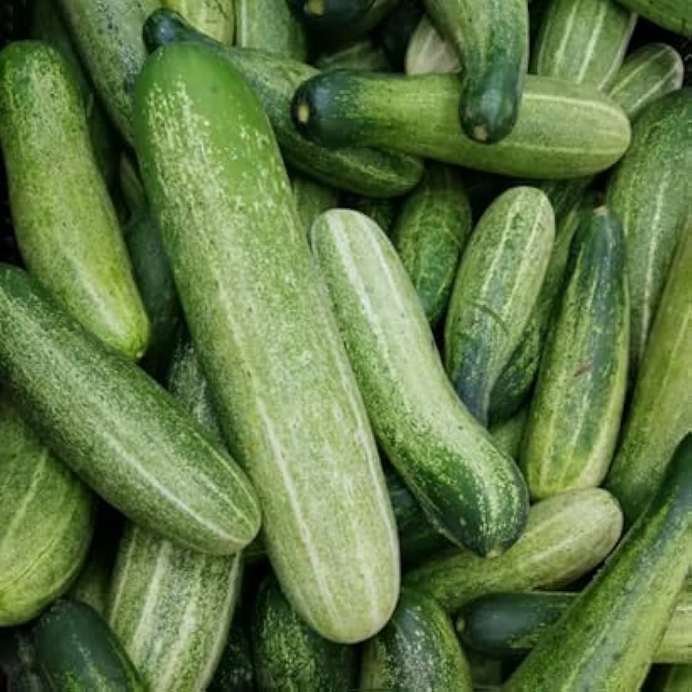 Fresh grüne cucumbers gezogen aus high-yield cucumber samen