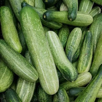 Fresh grüne cucumbers gezogen aus high-yield cucumber samen