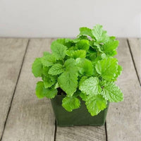 frisch Zitrone balm leaves used for herbal tea