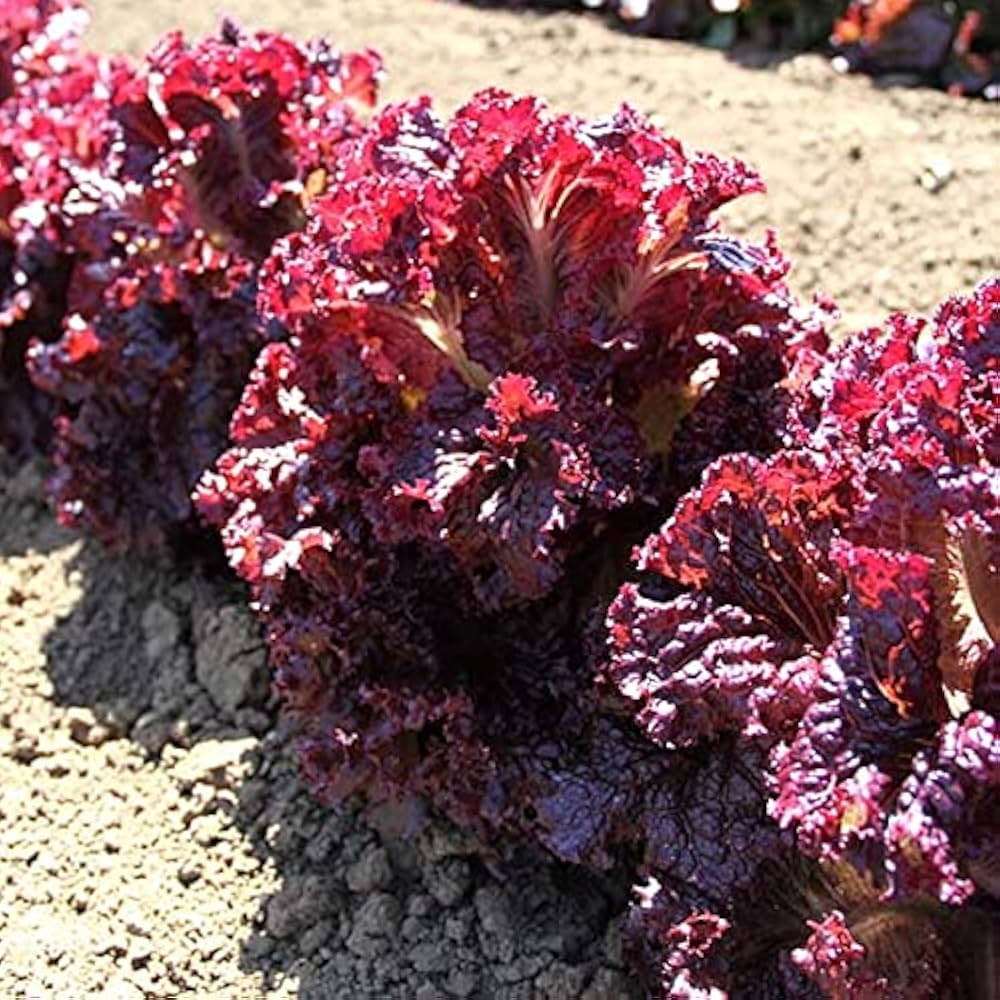 Fresh lettuce pflanzen wachsend in gemüse patch