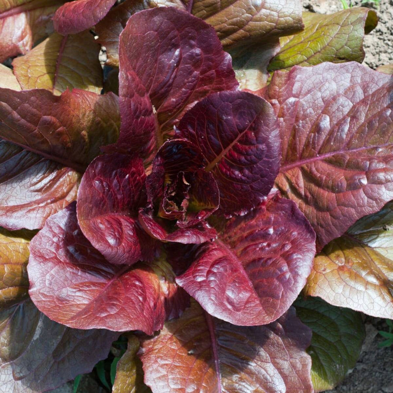 Fresh lila lettuce samen für blattreiche growth