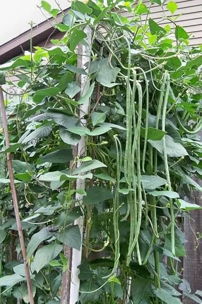 Fresh long bean samen für home aussaat