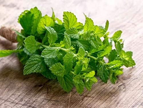 Close-up of frisch green mint leaves